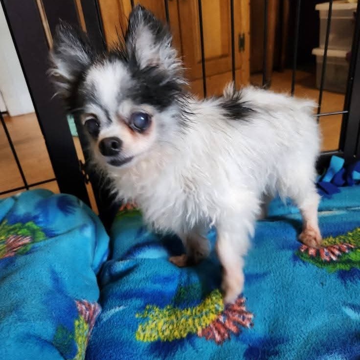 Gizmo
