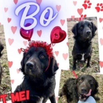 Bo