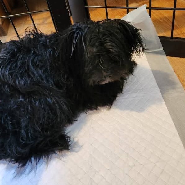 Stella