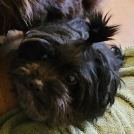 Stella