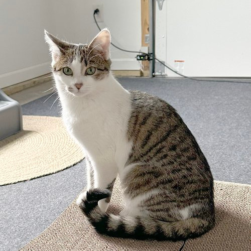 Ebi