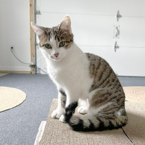 Ebi
