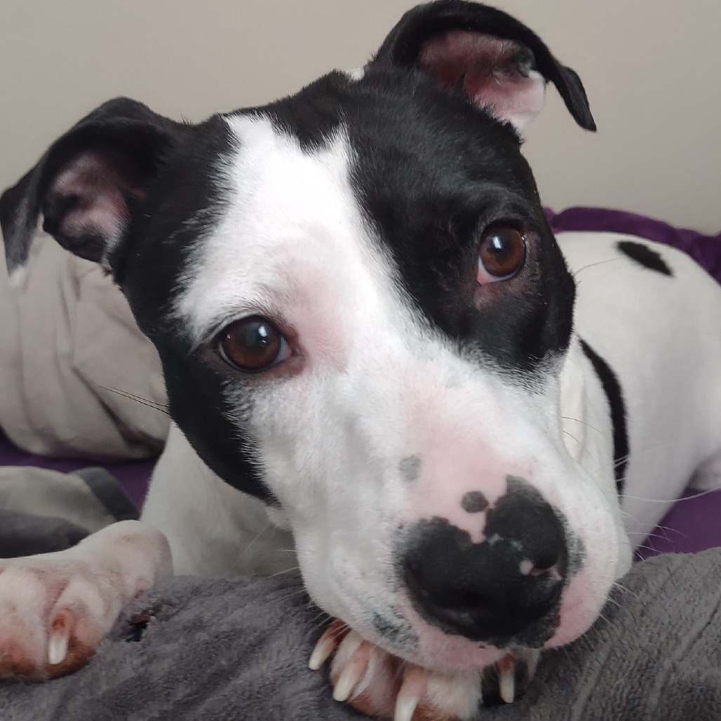 Birdie the Early Bird-Foster