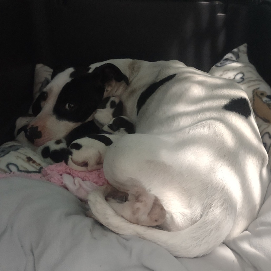 Birdie the Early Bird-Foster