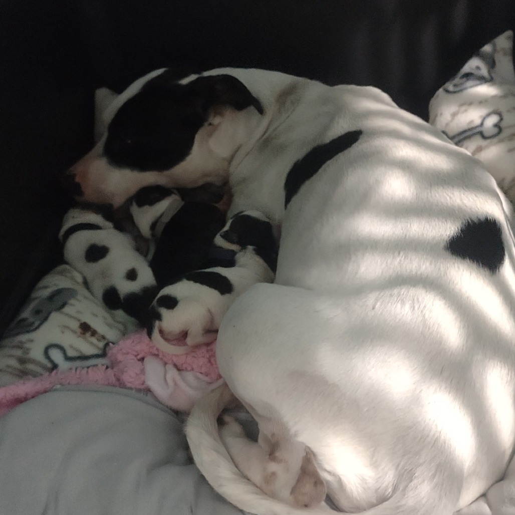 Birdie the Early Bird-Foster
