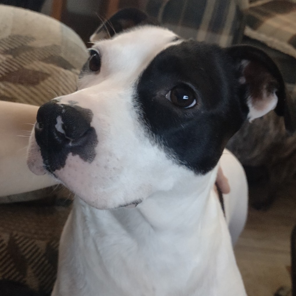 Birdie the Early Bird-Foster