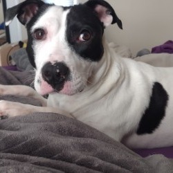 Birdie the Early Bird-Foster