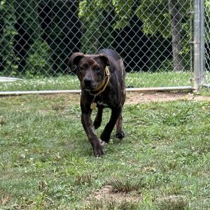 Campbell, Young Female Mixed Breed