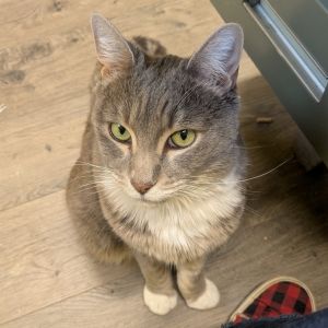 Come meet Handsome This sassy old-timer loves lap naps and gentle pets but push your luck and you