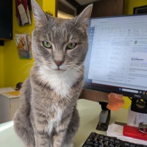 Meet Handsome-yes thats really his name and yes he lives up to it in every way This 8-year-old 