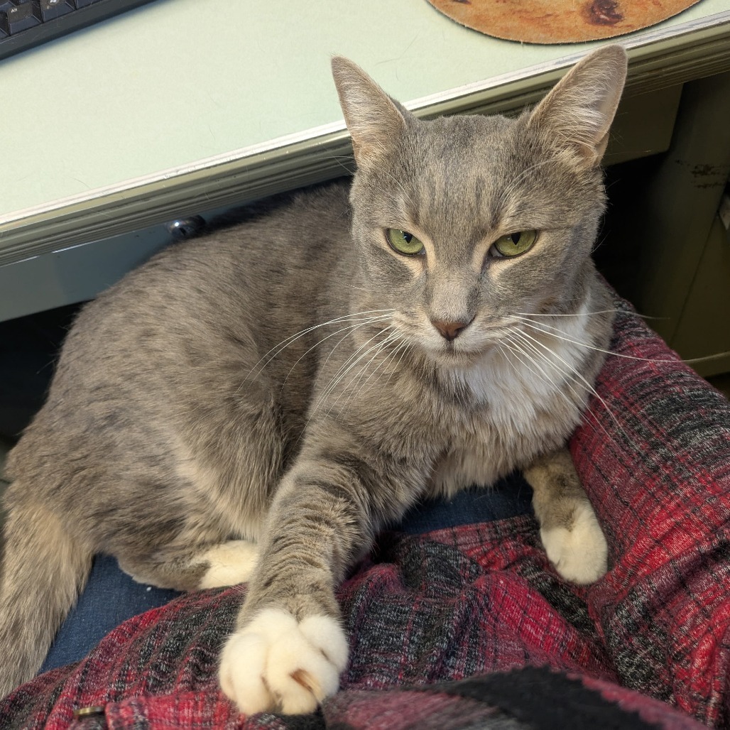 Handsome, an adoptable Domestic Short Hair in Spokane, WA, 99202 | Photo Image 3
