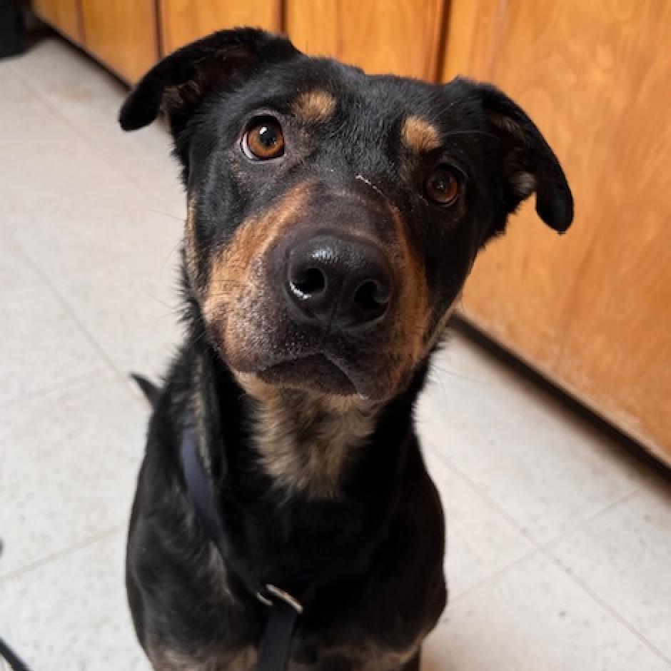 (CCSO) Mocha, an adoptable Mixed Breed in Douglas, AZ, 85607 | Photo Image 1
