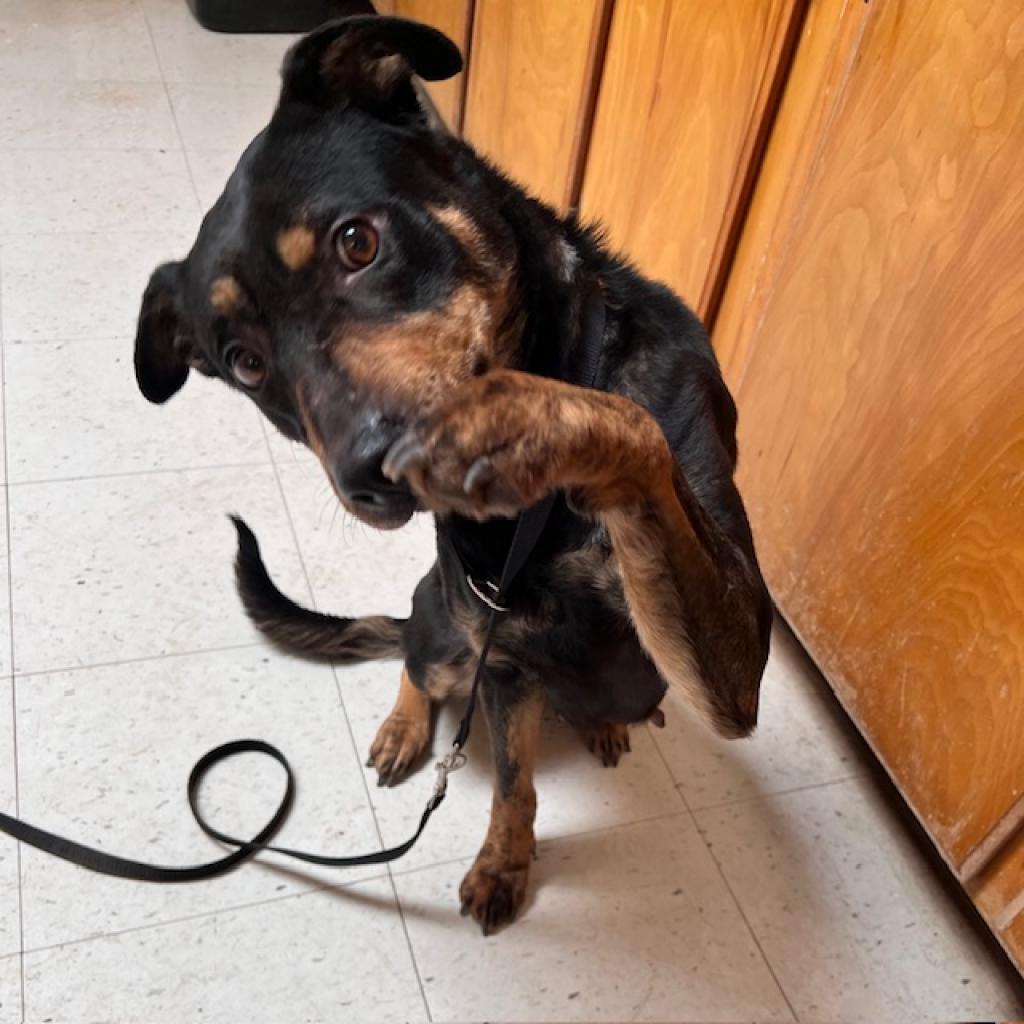 (CCSO) Mocha, an adoptable Mixed Breed in Douglas, AZ, 85607 | Photo Image 2