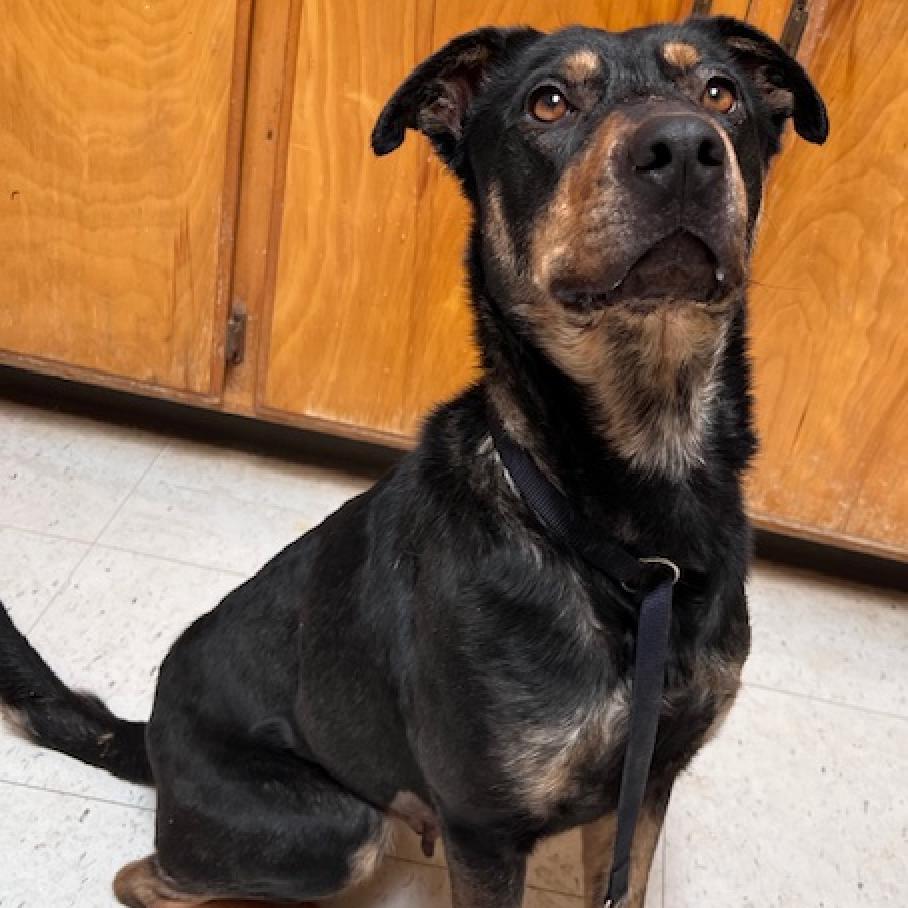 (CCSO) Mocha, an adoptable Mixed Breed in Douglas, AZ, 85607 | Photo Image 3