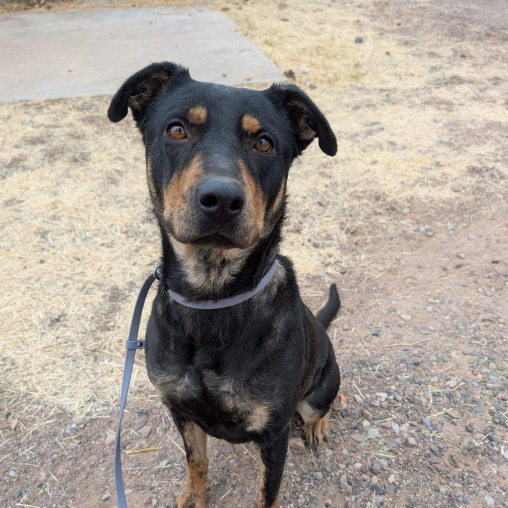 (CCSO) Mocha, an adoptable Mixed Breed in Douglas, AZ, 85607 | Photo Image 4