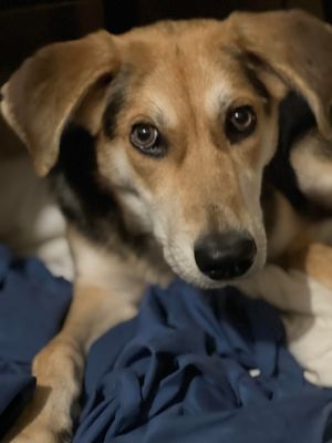 Peaches, Young Female German Shepherd Dog