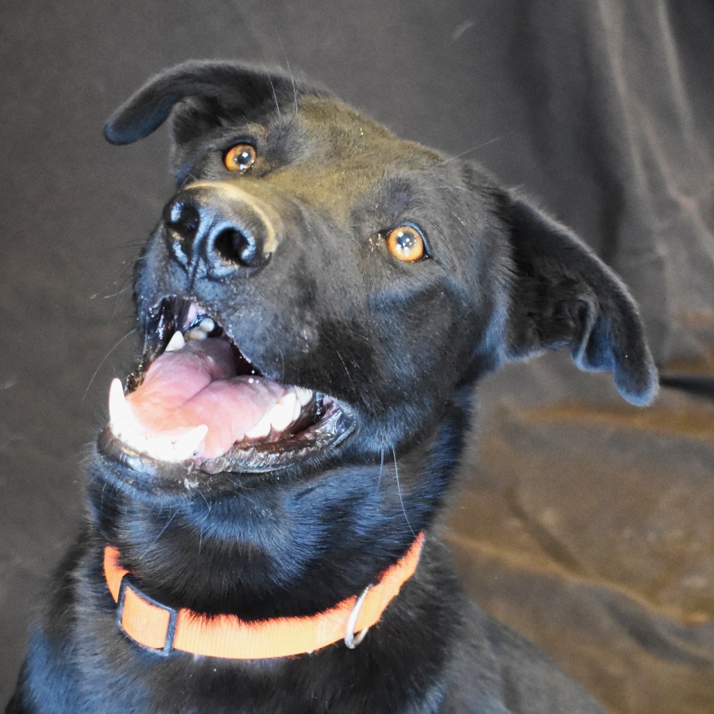 Jag, an adoptable Labrador Retriever, Mixed Breed in Rifle, CO, 81650 | Photo Image 1