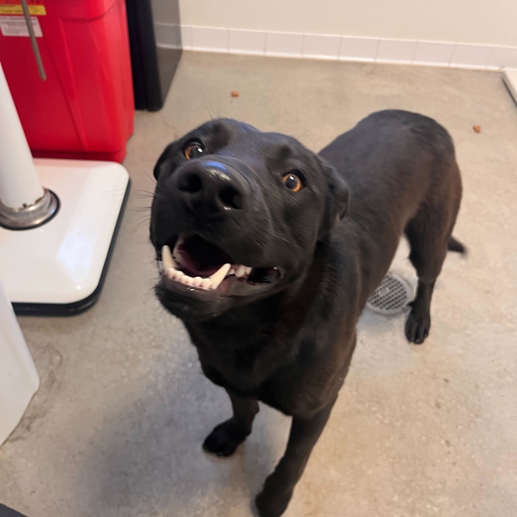 Jag, an adoptable Labrador Retriever, Mixed Breed in Rifle, CO, 81650 | Photo Image 2