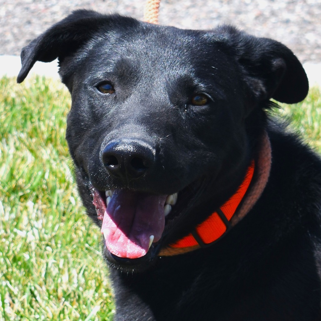 Jag, an adoptable Labrador Retriever, Mixed Breed in Rifle, CO, 81650 | Photo Image 3