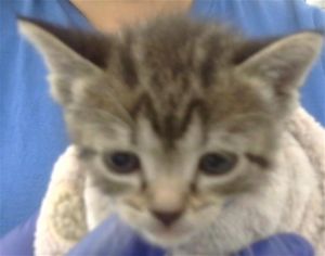 TUCKER, Baby Male Domestic Short Hair