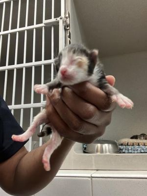 DANIELLE, Baby Female Domestic Short Hair