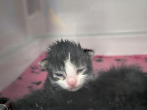 LLAMA, Baby Male Domestic Short Hair