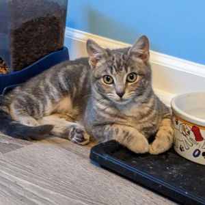 Pinky, Adult Female Domestic Short Hair