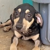 Akela, an adoptable Mixed Breed in Bend, OR, 97702 | Photo Image 2