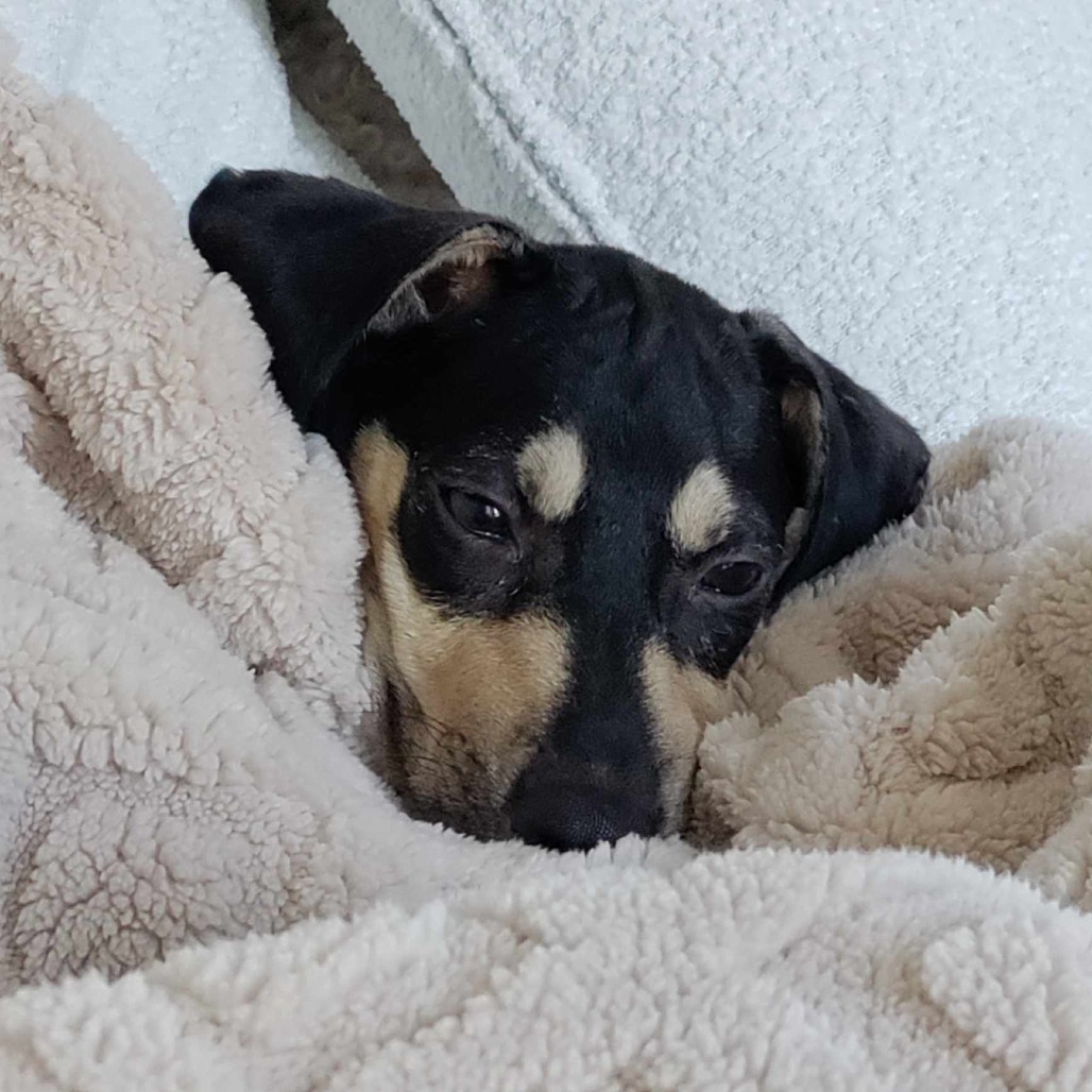 Akela, an adoptable Mixed Breed in Bend, OR, 97702 | Photo Image 3