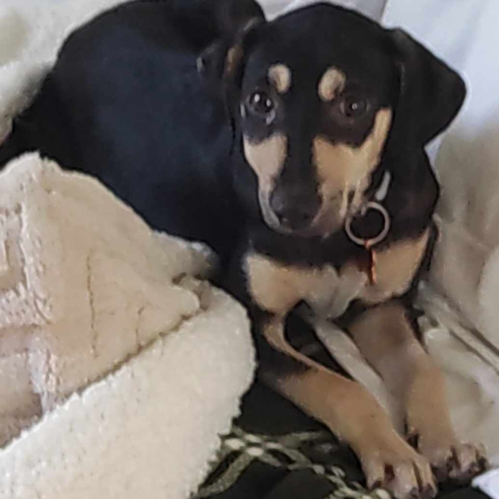 Akela, an adoptable Mixed Breed in Bend, OR, 97702 | Photo Image 3