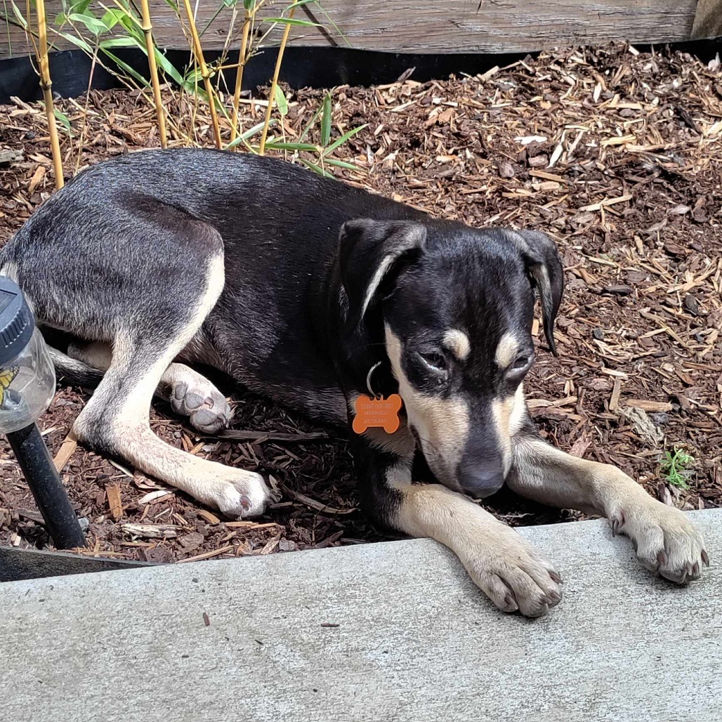 Akela, an adoptable Mixed Breed in Bend, OR, 97702 | Photo Image 4