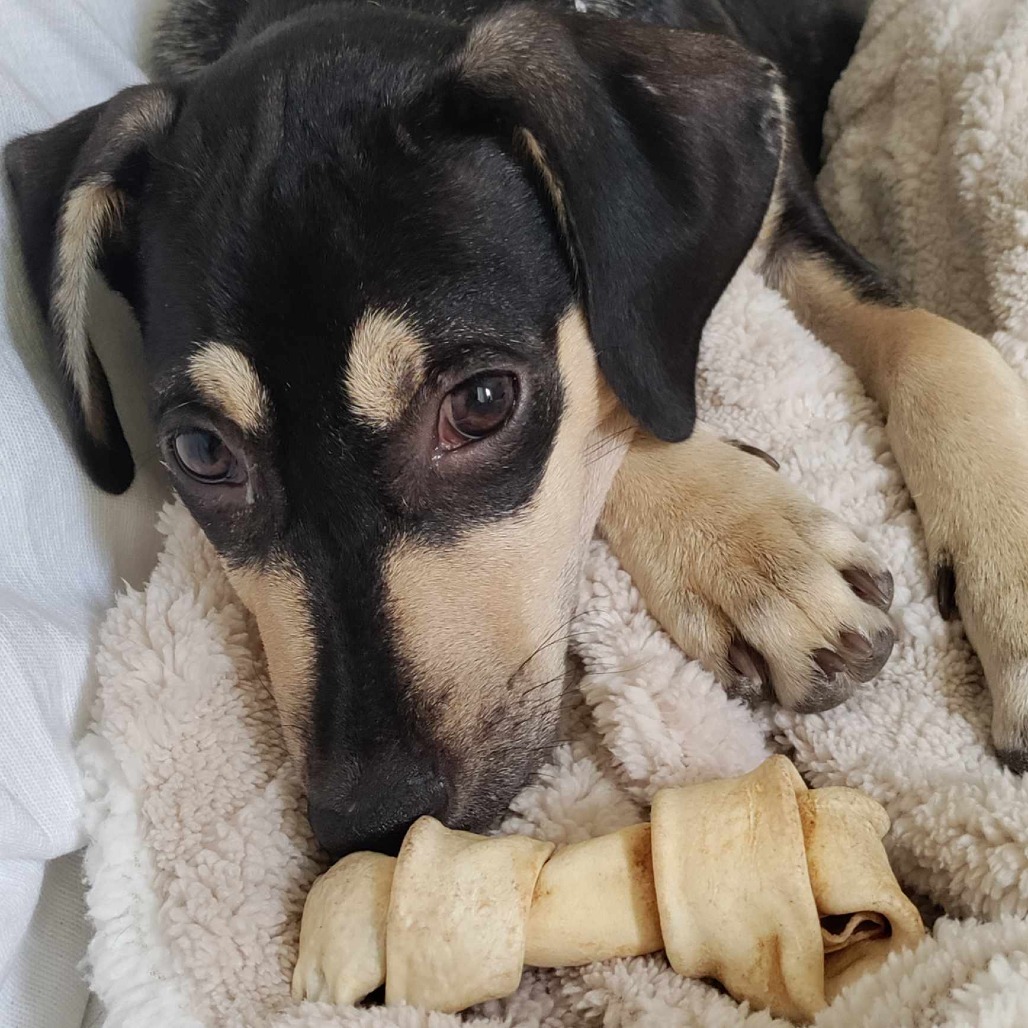 Akela, an adoptable Mixed Breed in Bend, OR, 97702 | Photo Image 6