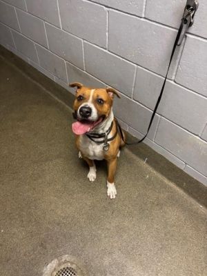 RODNEY, Young Male Mixed Breed