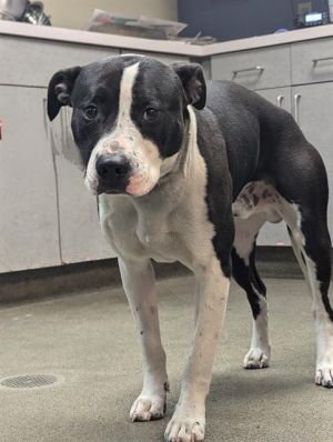 ROGUE, Young Male Mixed Breed