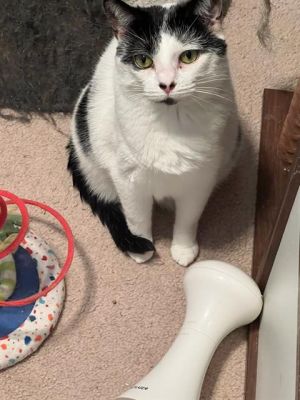 SLOAN, Adult Female unknown
