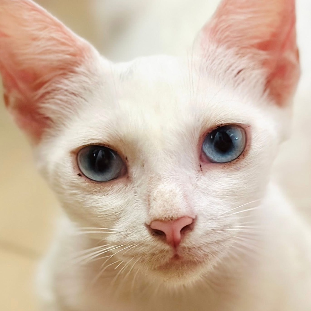 FURR-Stray-123, an adoptable Domestic Short Hair in Rio Grande, PR, 00745 | Photo Image 2