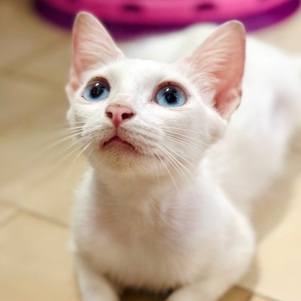 FURR-Stray-123, an adoptable Domestic Short Hair in Rio Grande, PR, 00745 | Photo Image 3