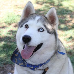 Azul, Adult Female unknown
