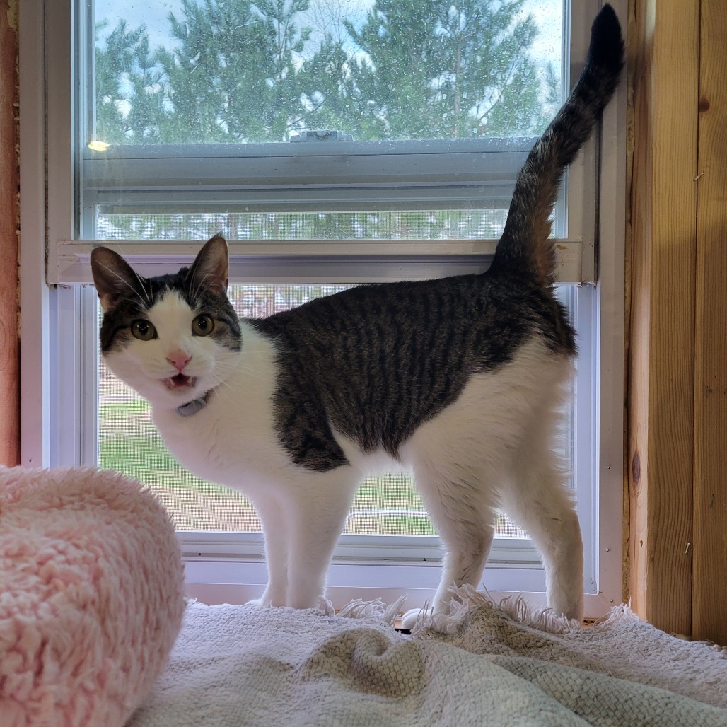 Elsa, an adoptable Domestic Short Hair in Park Falls, WI, 54552 | Photo Image 1