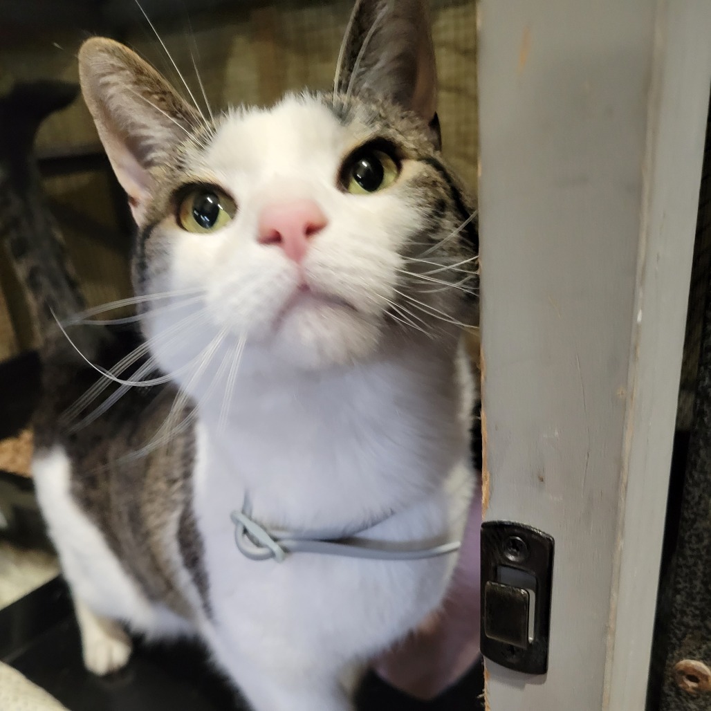 Elsa, an adoptable Domestic Short Hair in Park Falls, WI, 54552 | Photo Image 2