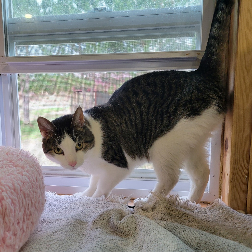 Elsa, an adoptable Domestic Short Hair in Park Falls, WI, 54552 | Photo Image 3