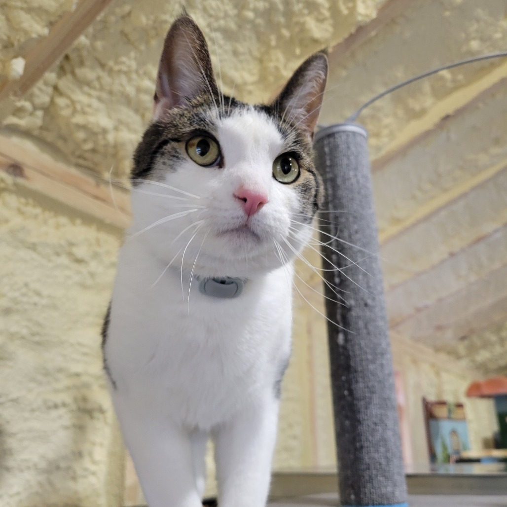 Elsa, an adoptable Domestic Short Hair in Park Falls, WI, 54552 | Photo Image 4