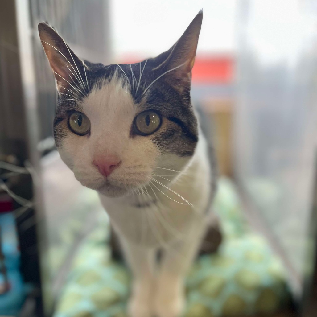 Elsa, an adoptable Domestic Short Hair in Park Falls, WI, 54552 | Photo Image 5