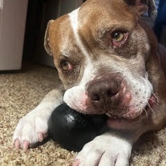 Hamlet