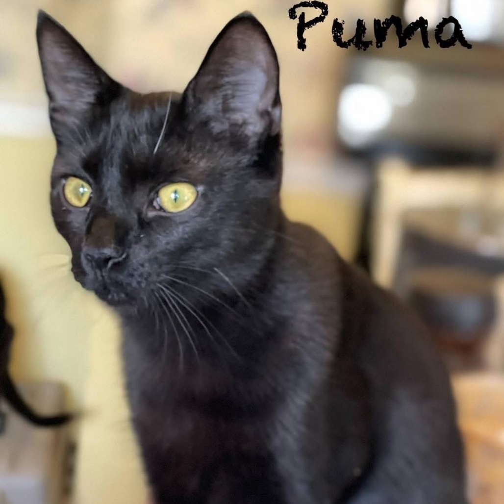 Pumba