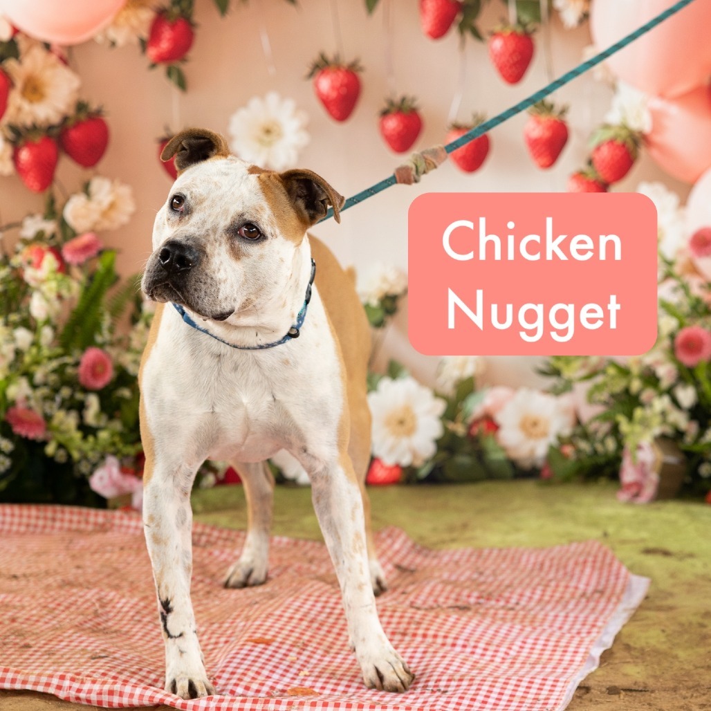 Chicken Nugget