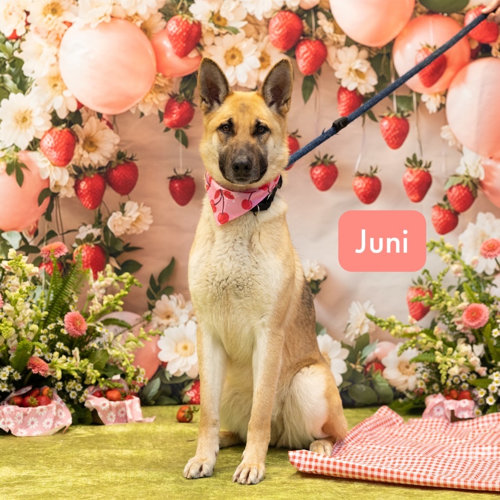 Juni