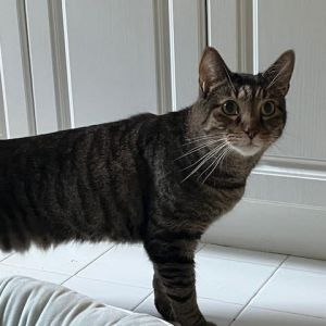 Mitchell, Adult Male unknown