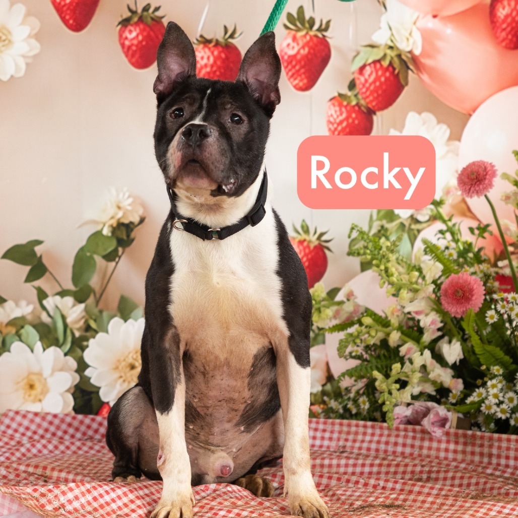 Rocky