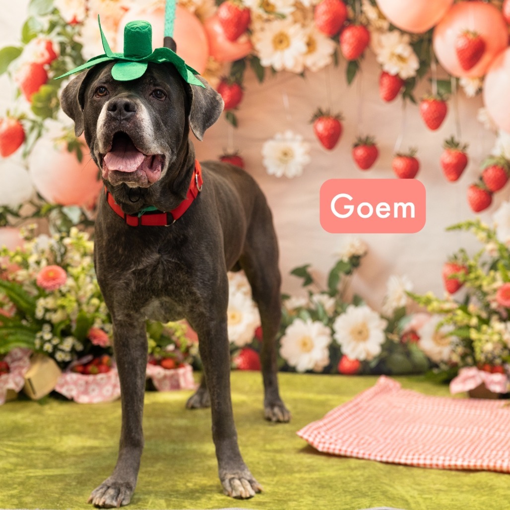 Goem